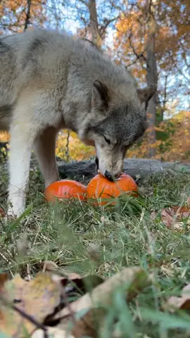 Although classified as carnivores, wolves may sometimes follow an omnivorous diet. They can eat meat, eggs and even fruit! This time of year, pumpkins are a special treat for our ambassador wolves. #wolffact