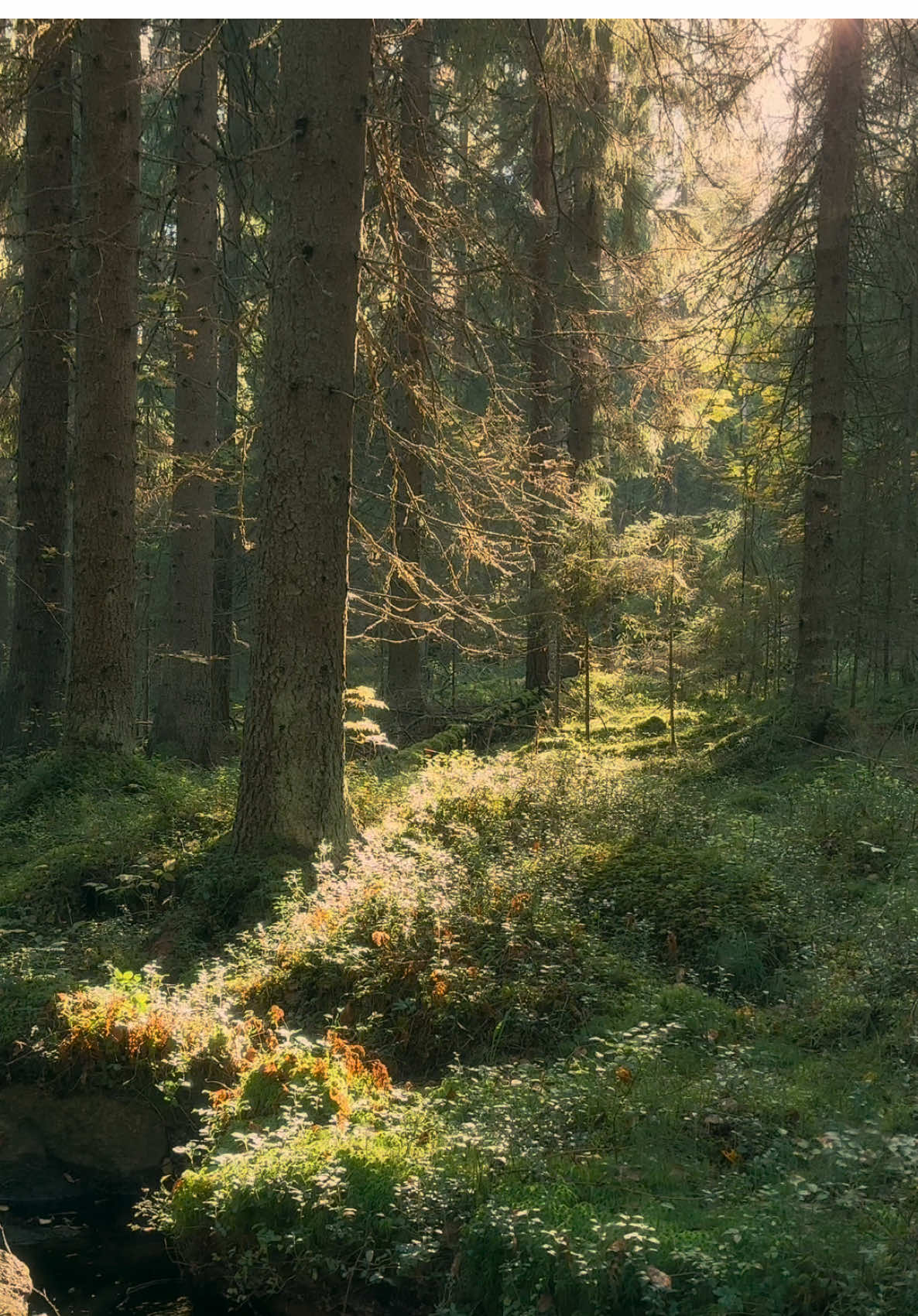 oh silly, worrying mind, don’t you see how the trees sway with the wind? how the birds sing and fly so carefree. how the sun shines through the trees. take a deep breath - smell the fresh earth, feel the cold water on your fingertips.  oh silly worrying mind, there’s no rush. this is it💚 • #nature #landscape #forest #peaceful #Outdoors 