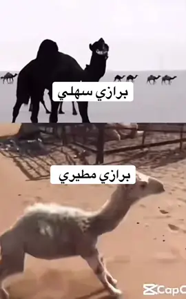 🤣 🤣 🤣 🤣 مزح#البرازات #السهول #مطير 