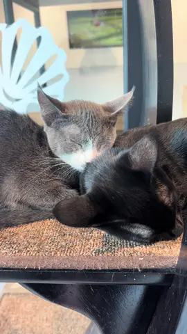 Nap time at the HSTB👑😴 #nap #cat #adoptme #wearehstb 