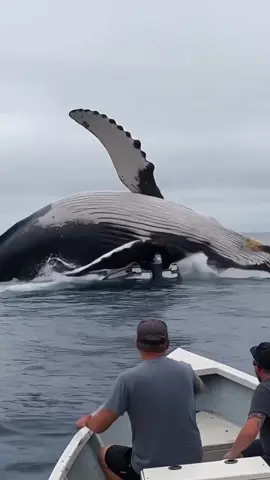 #تكتوك_العرب #محتوى_عربي #صيد_السمك #الخليج_العربي #creatorsearchinsights 