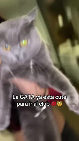 me ha dicho que espera el siguiente tema mmmmeow #fyp #parati #gatos #cats #artistaemergente 