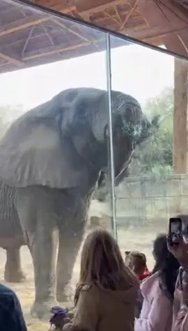 #angry #elephant #angryelephant angry elephant breaking the glass 