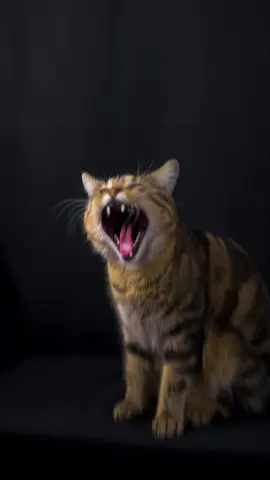 😼  #aura #catlover #viral #speedramp #editing 