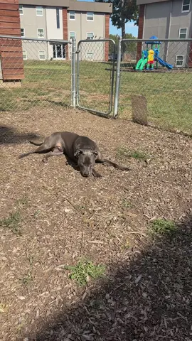 give em an inch, he takes three miles 😭 #dogsoftiktok #pitbullsoftiktok #fyp #pitbull 