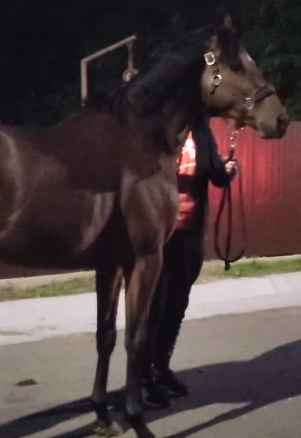 ❤️❤️❤️#pasiune #cai #🐎 