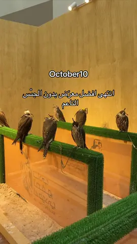 اهخ #معرض_الصقور_والصيد_السعودي_الدولي#ايفنت#صقر#المزاحميه#الرياض
