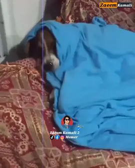 aw ghama 🫢 pashto funny video  pashto funny videos  pashto funny sound pashto poetry  pashto lines pashto funny song #foryou #fyp #dog #trending #viralvideo 