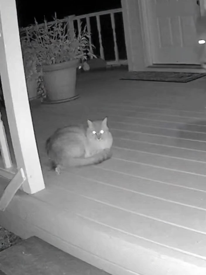 You Won't Believe Who Wins This Standoff! 🦁 #cámarasdeseguridad #humor #viral #sora