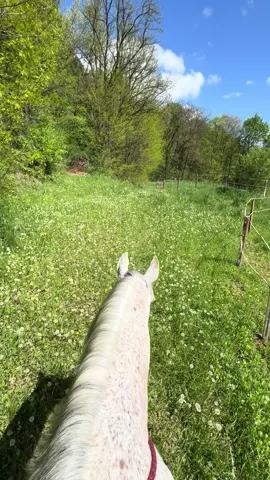 Missing spring 🥹 #fyp #dc #peace #horse #calma 