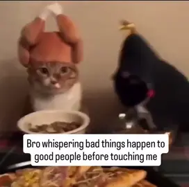 Bro always takes it to far #bro #cats #meme #kitty #funny 