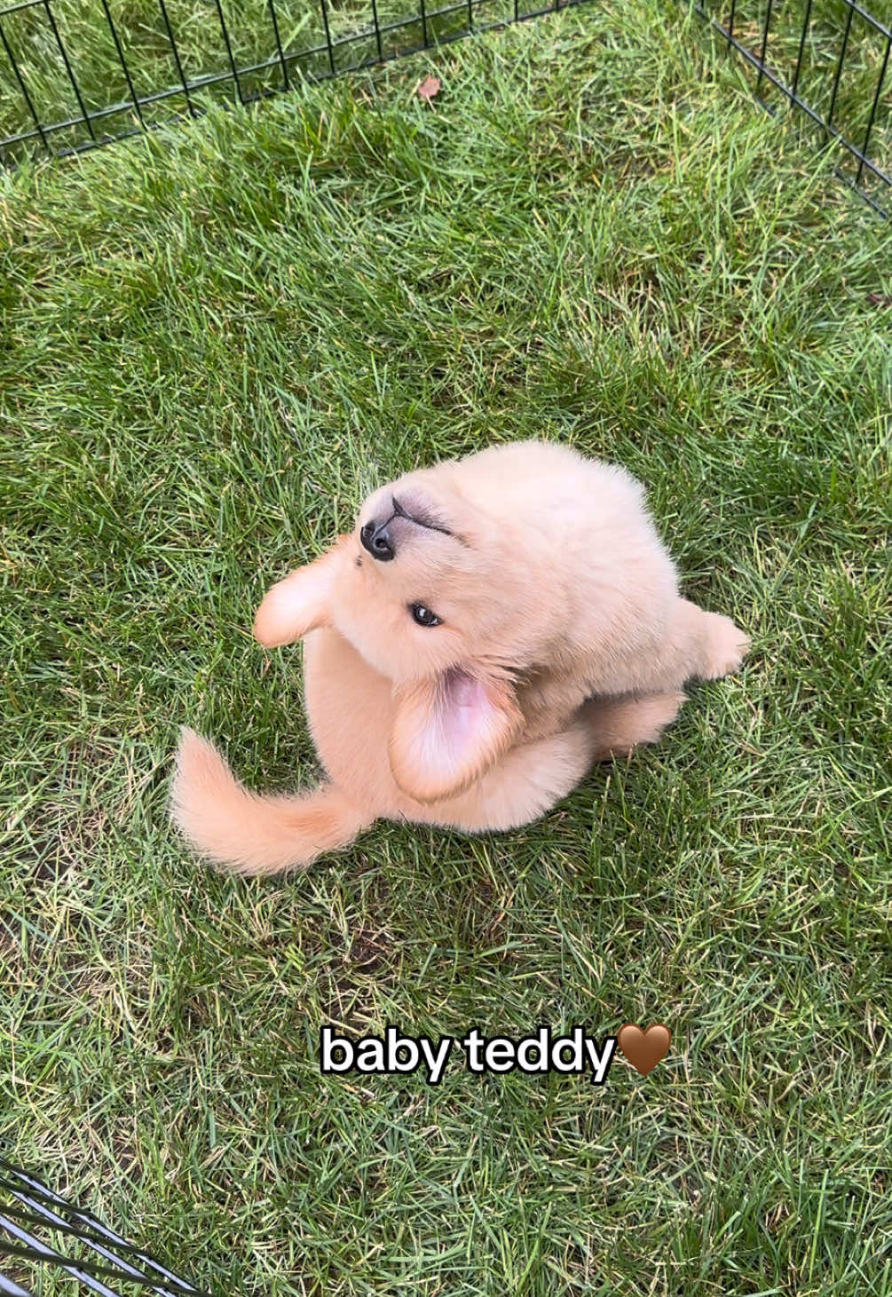 can’t believe he was ever this small🥹 #puppy #goldenretriever #fyp 
