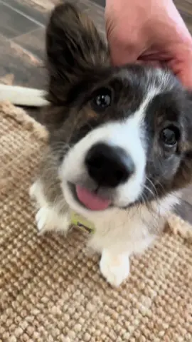 Little baby corgiiii #puppytips #corgi #corgisoftiktok #creatorsearchinsights 