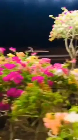 @🦋Ustad Mukhtiyar 🦋 