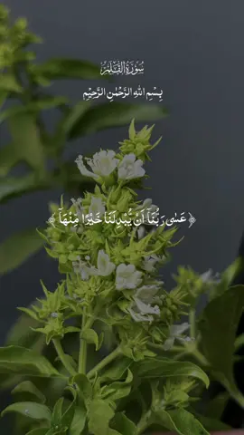 #CapCut #قران_كريم #قران_كريم_ارح_سمعك_وقلبك♡ #سورة_القلم 