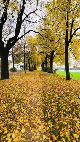 #قامشلو#hannover#عفرين#hameln#ديرك_löhne_كوباني_köln_