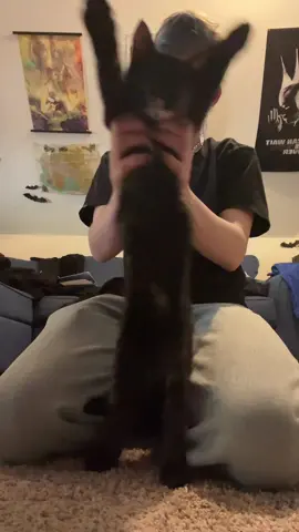 ft the kitties #kitty #cat #lgbt #fyp #foryou 