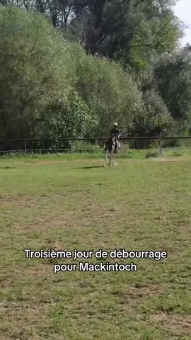 Troisième de débourrage pour Mackintoch  Un super petit cheval en devenir 🤩 #debourrage #younghorse #horse #equestrian #fyp 