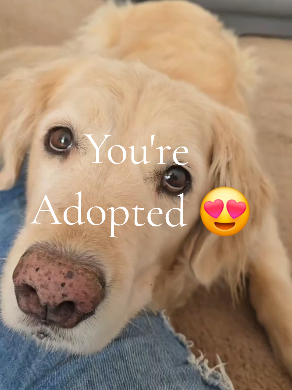 Best head tilt goes to... #goldenretriever #goldenretrieverlife #goldenretrieverpuppy #prettydog 
