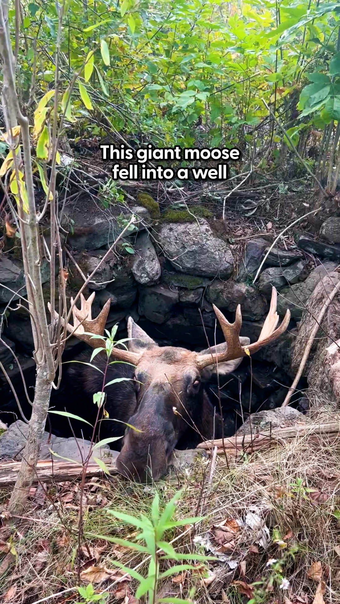 They covered his eyes so he'd be less anxious — wait to see how they finally got him out 🙏💙 Caught in the wild by Delaney 🎥 See more on Instagram: delaneyreyn