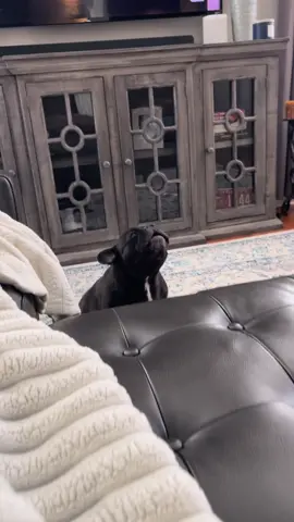 Bennie says he loves me….sometimes I just don’t believe it 🤭 #frenchiesoftiktok #frenchbulldog #dogsoftiktok #talkingdogs #fyp 