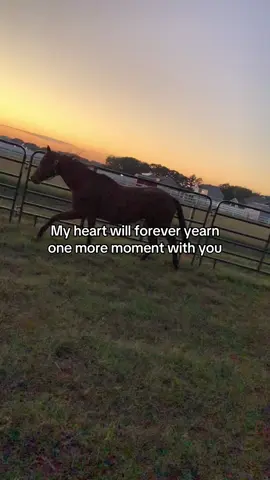 Making posts this week to try to keep healing but oh how much I miss you Ali.. I will one day find someone as special as you. Wish I knew who bought you from her. I would fight to have you back. I wanted to share all of my best moments that I had with you to everyone so I can show how special you are to me. #viral 