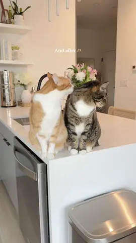 Quality of life improved x1000 🥹