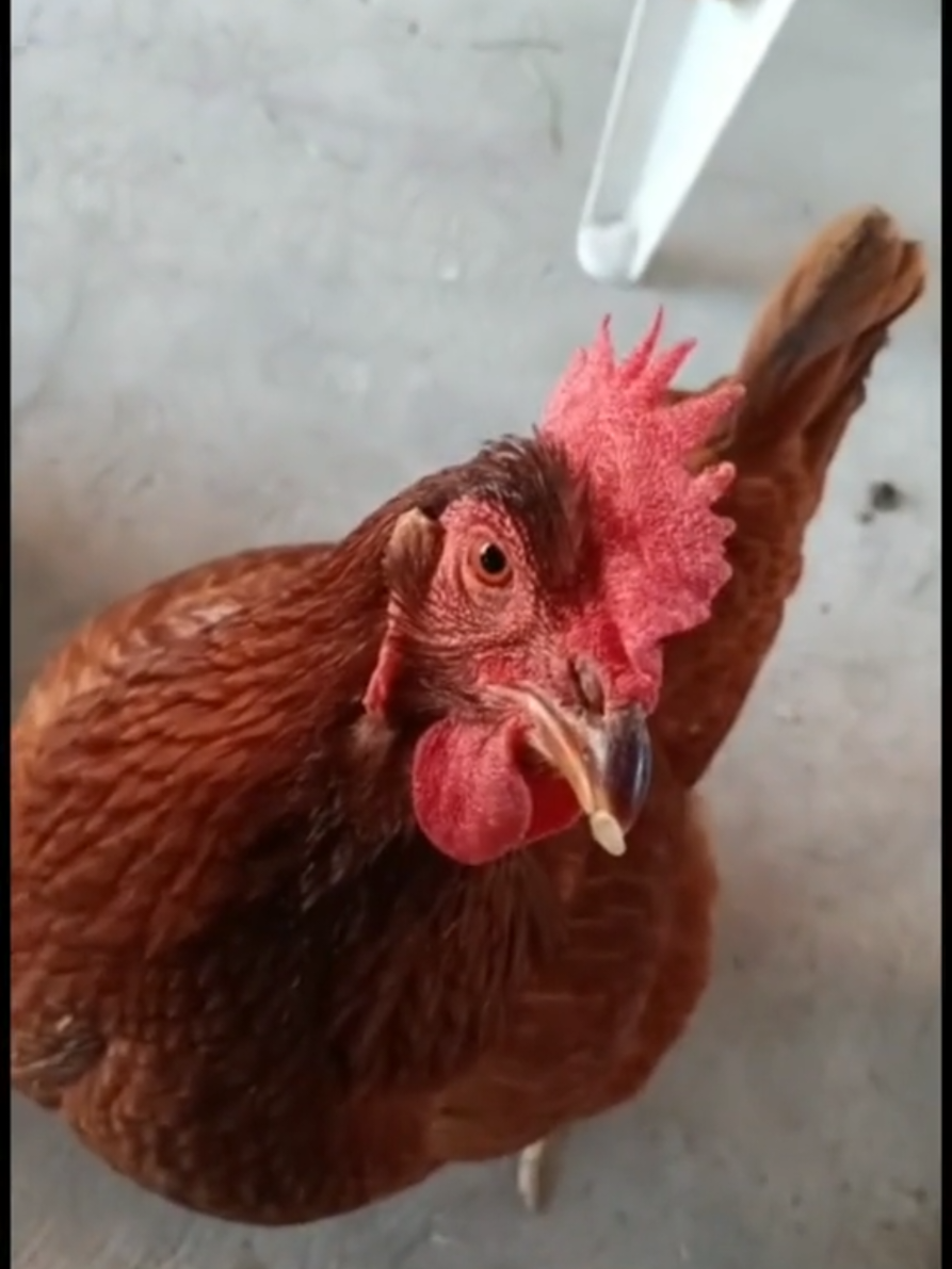 Ya me descubrió 😅 #humor #pollos #viraltiktok #pollosdeengorde #comedia 