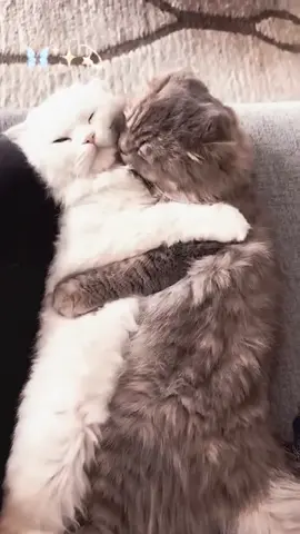 Cute Cat Cuddles ....😍🥰🥰🤗 #trending #viral #catlovers #feline #100kviews 