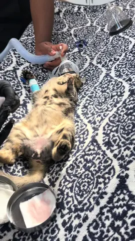 Just another day helping our feline friends live healthier, happier lives 🐾💙 #surgery #vetlife #spayandneuter 