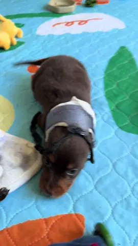 Oh Matilda🤦🏻‍♀️ you goofball