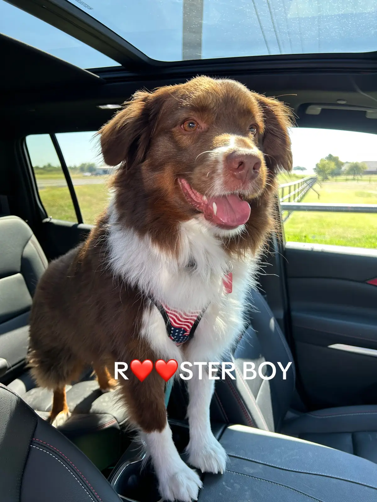 #dogsoftiktok #miniaussie #dogtok #dogmom #doglover 
