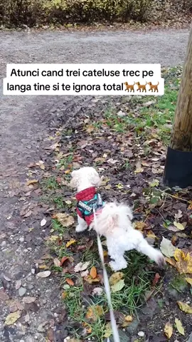 Morrr😂😂😂#max #maltipoo #fyp #viral #viraldoggie🐕 
