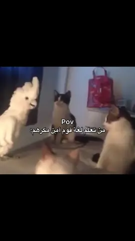 تعلم لغتهم عشان يامن نفسه لا ويصارخ بعد  #ضحك😂 #ميمز #رياكشن #ذبات #شعب_الصيني_ماله_حل😂😂 
