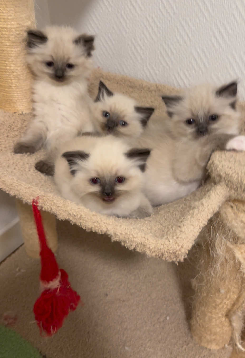 Cute kitten compilation – pure happiness in one video! #cutecats #kitten #catlife #catsdaily #PetsOfTikTok @Cats of Bisho  @Cats of Bisho  @Cats of Bisho @TikTok @charli d’amelio @Khabane lame @Zach King @OMAHI @blackpinkofficial @بمبش السيد♦️bimbsh♦️ @Thewizardliz @Bella Poarch @Mia K. 