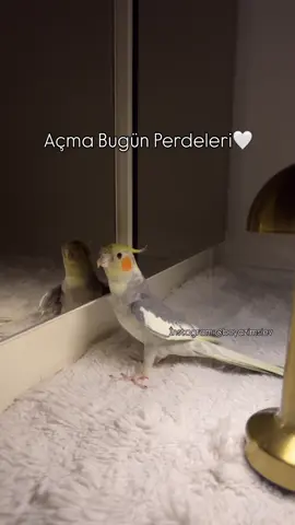 Sıradaki türkü ne olsun? 🤩  #cockatielparrot #cicikuş #papağan #evcilhayvan #konuşankuş 