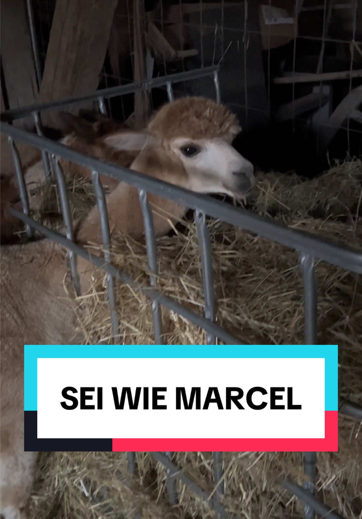 Jetzt hat’s dich erwischt: Marcel 😊 #alpaka #marcel #lustig #einzigartig #foryoupage 