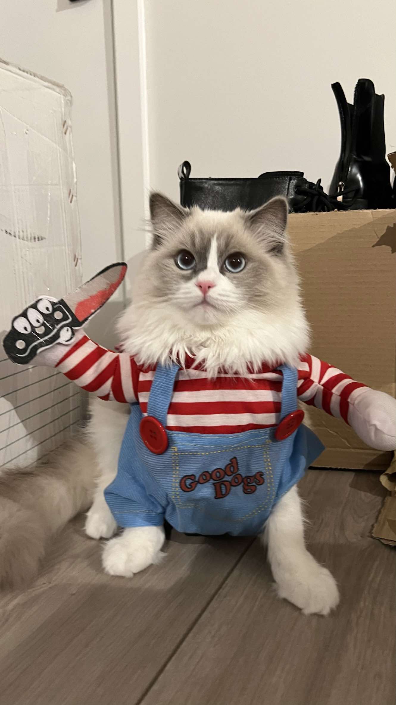 Halloween is around the corner, and here’s the Halloween fashion icon of the year 😼🩸 Little Chucky is planning his next victim 😼🔪 Would you run or still pet him? 🎃Comment if you’d still dare to pet him 😹🎃 #fyp #catsoftiktok #funnycat #cats #halloween 