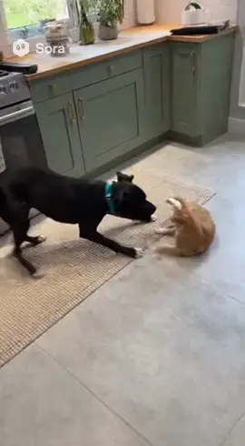 Cat and dog fight #soraai #funnyanimal #FunnyPets #cat #dog 