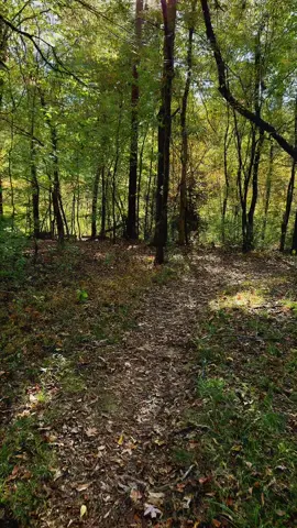 Nothing better than a hike out in nature!  #Hiking #nature #forest #oxygen #fyp 
