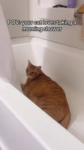 can someone make Ollie famous so I can afford a luxurious shower for him pls #showertok #morningroutine #catsoftiktok #weirdpets #showerthoughts 