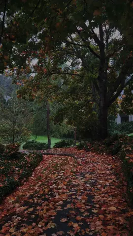 no audio just a rainy fall day • #washingtonstate #autumnaesthetic #fallvibes #pnw 