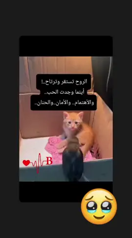 #بيسو🥷🎖 #كشخه_اليوم🥲💖 #اليحبني_يصير_مثلي_مثله_ماصير #اسواكم🤘كلكم🤙🖤 #برلين_ألمانيا🇩🇪🥰🥰🥰🥰🥰♥️♥️ 