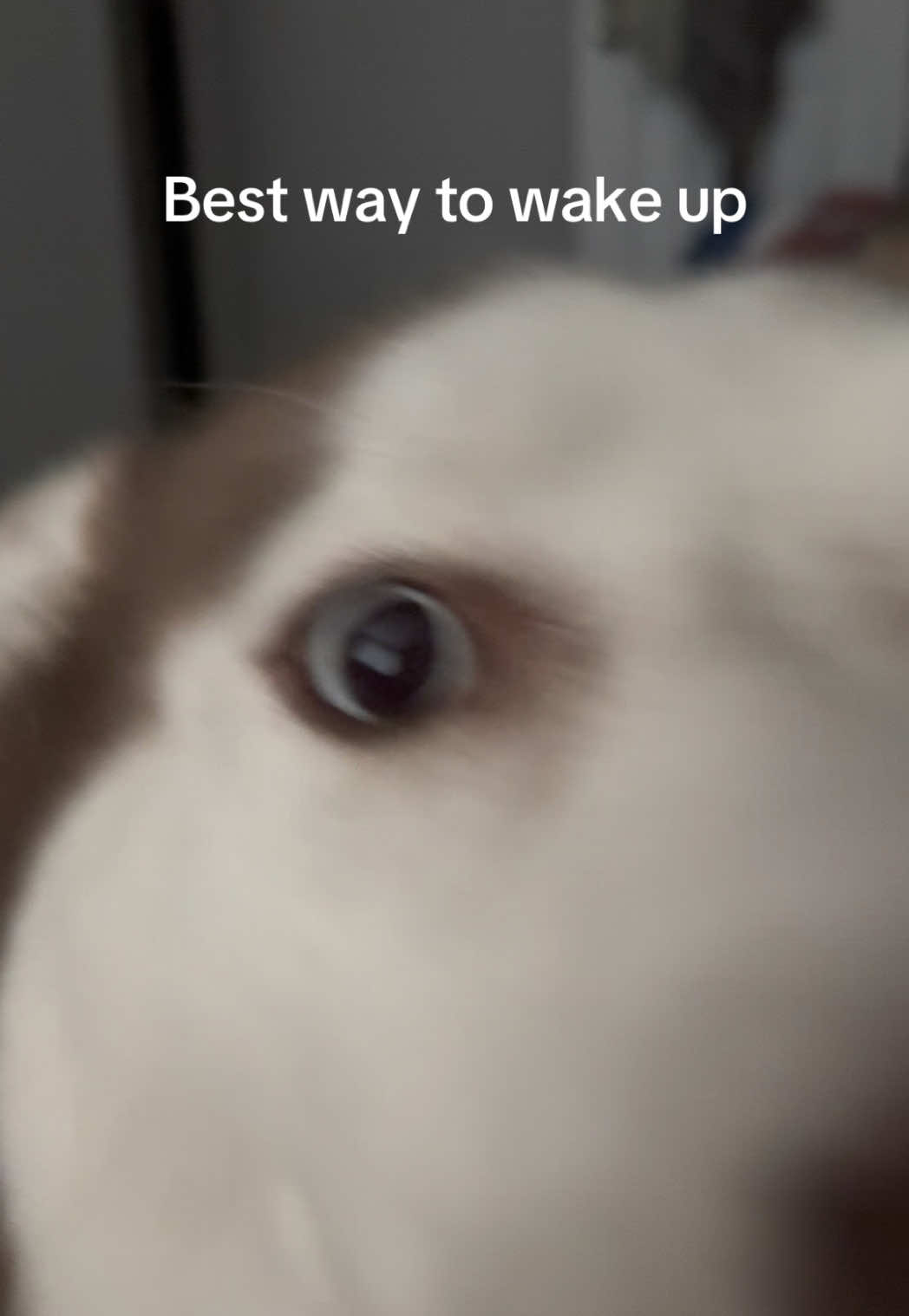 If you could wake up like this every morning, would you?  #huskytalking #dogmorning #goldenretriever #cutepuppies #huskytickles  