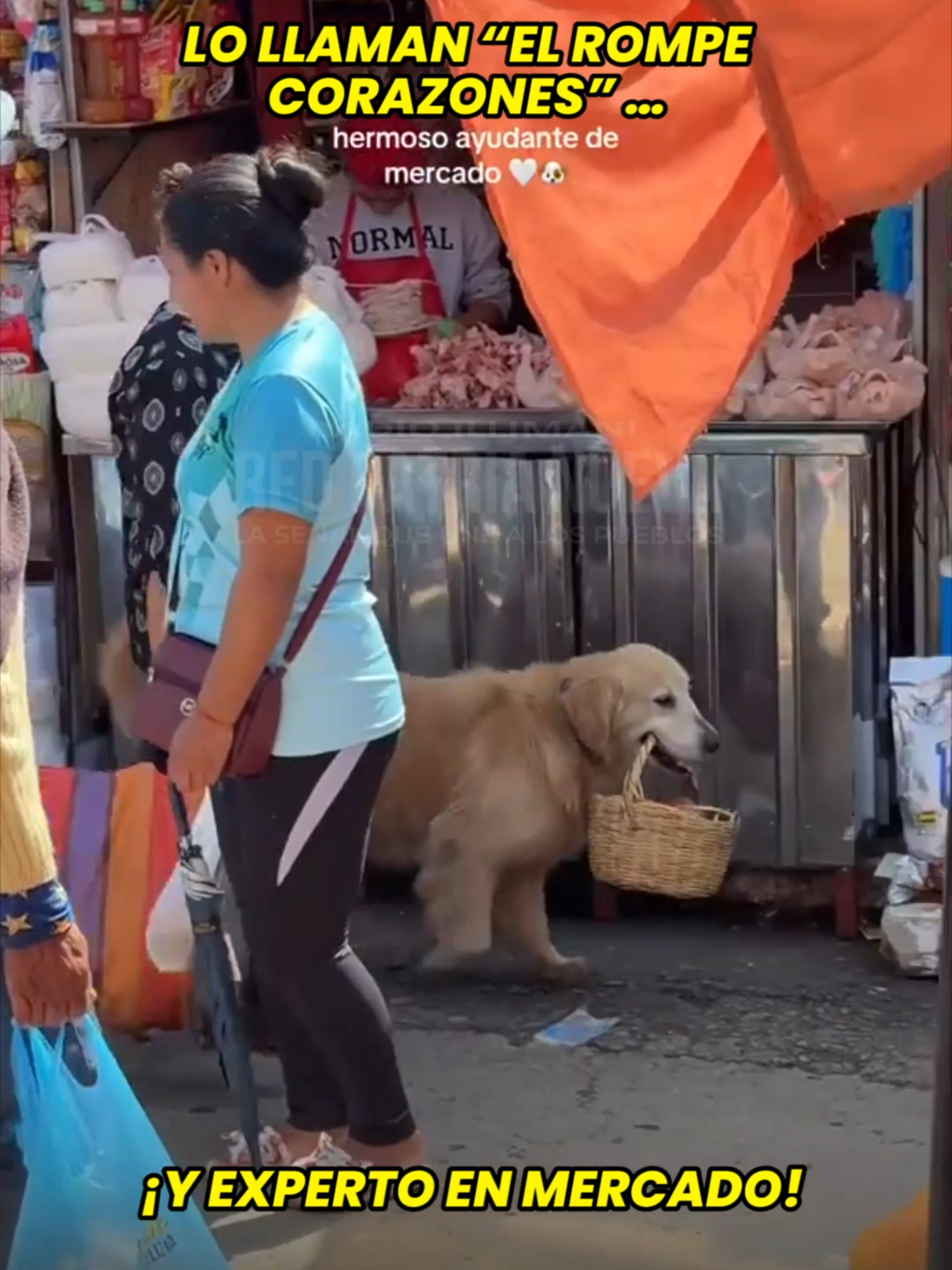 En Tarija, este perrito acompaña a su mami al mercado cargando la canasta como todo un campeón. Entre ternura y travesura, conquistó corazones y se volvió viral 🛒😂🥰 #RompeCorazones #PerritoTierno #Tarija #TiktokViral #AmorPeludo #RedPatriaNueva