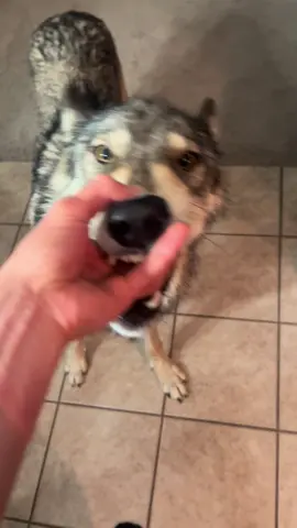 Beastie wanted Oreos but he mustn’t 