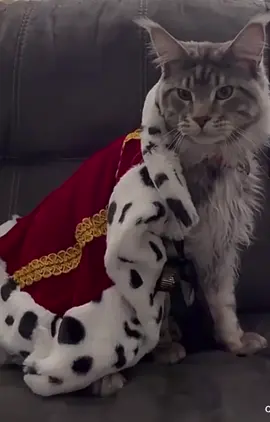 #chikis #viralvideo #animalestiktok 
