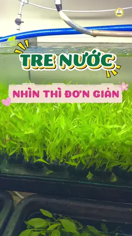 TRE NƯỚC - Nhìn thì đơn giản nhưng thả vào hồ là bao chill lun đó nhaaaa ✨‼️ #TikTokAwardsVN #caythuysinh #tepcanhtanphu #caytrenuoc 