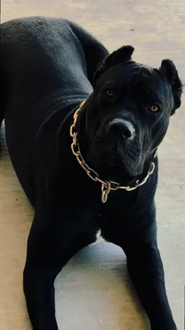 #canecorso #mastiff #italian #dog 