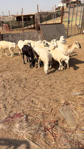 #@حسان الزهراني #الشعب_الصيني_ماله_حل😂😂 #مشاهدات 